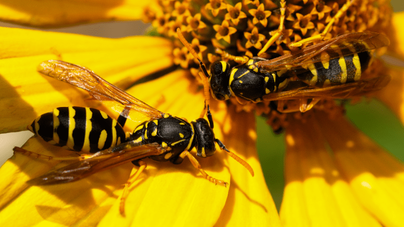 Guêpes sur une fleur jaune