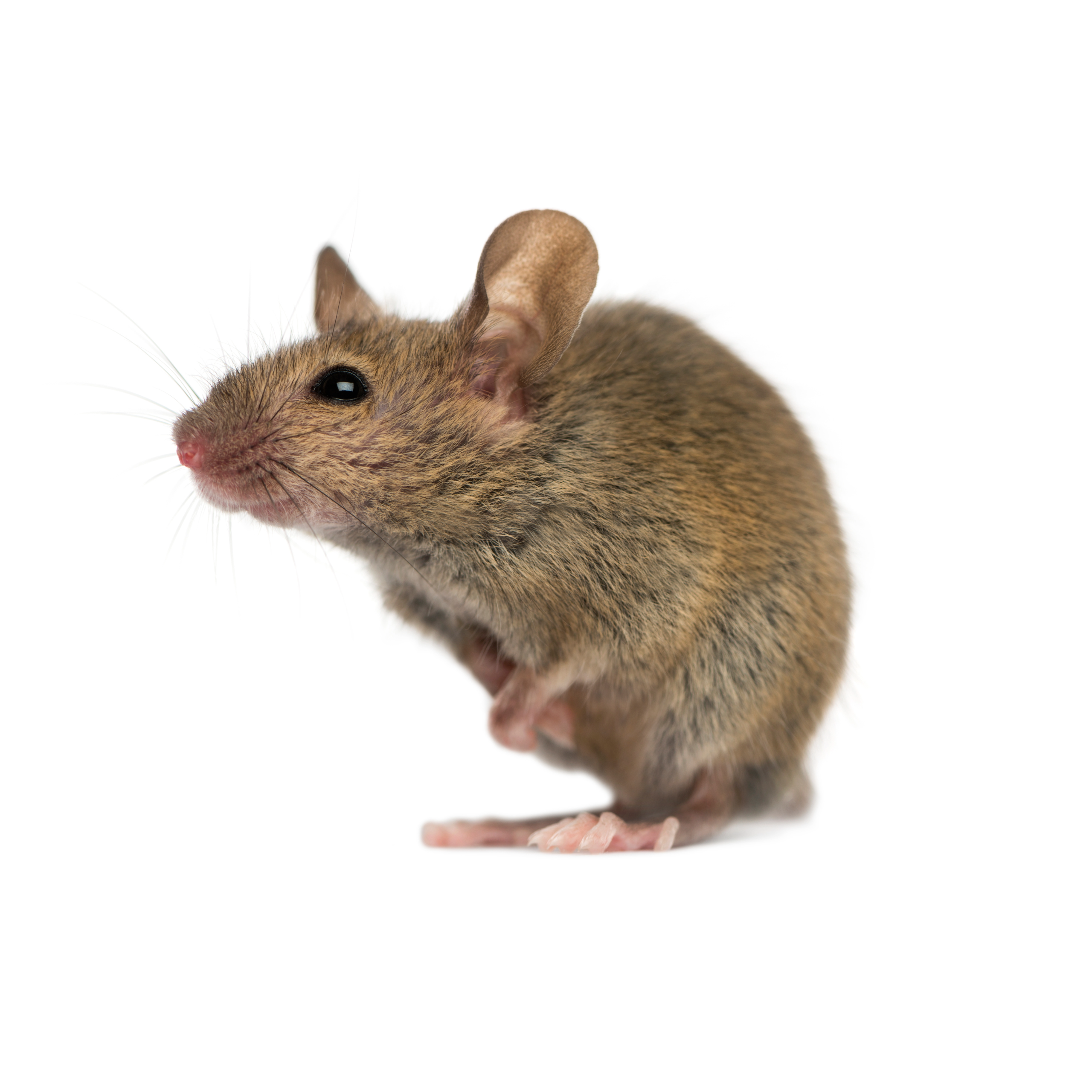 Petite souris grise isolée sur fond blanc