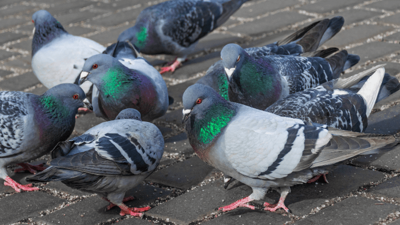 Pigeons posés sur le sol dans un espace public