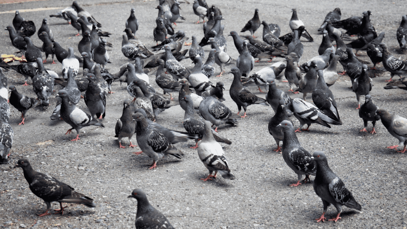 Groupe de pigeons se nourrissant sur le sol