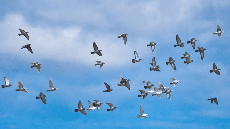 Groupe de pigeons en vol dans le ciel