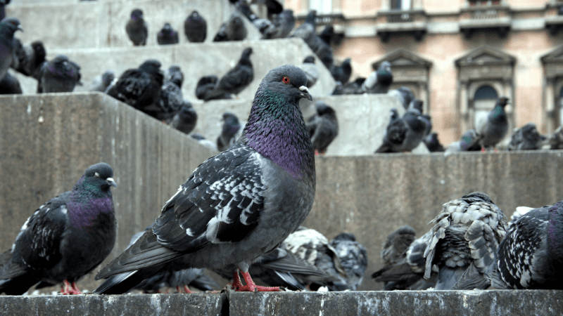 Gros plan sur un pigeon dans une ville