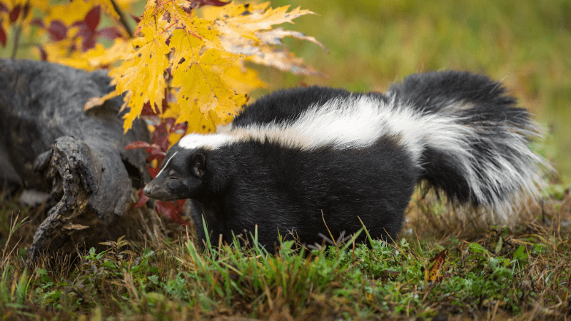 Moufette explorant un jardin à l'automne