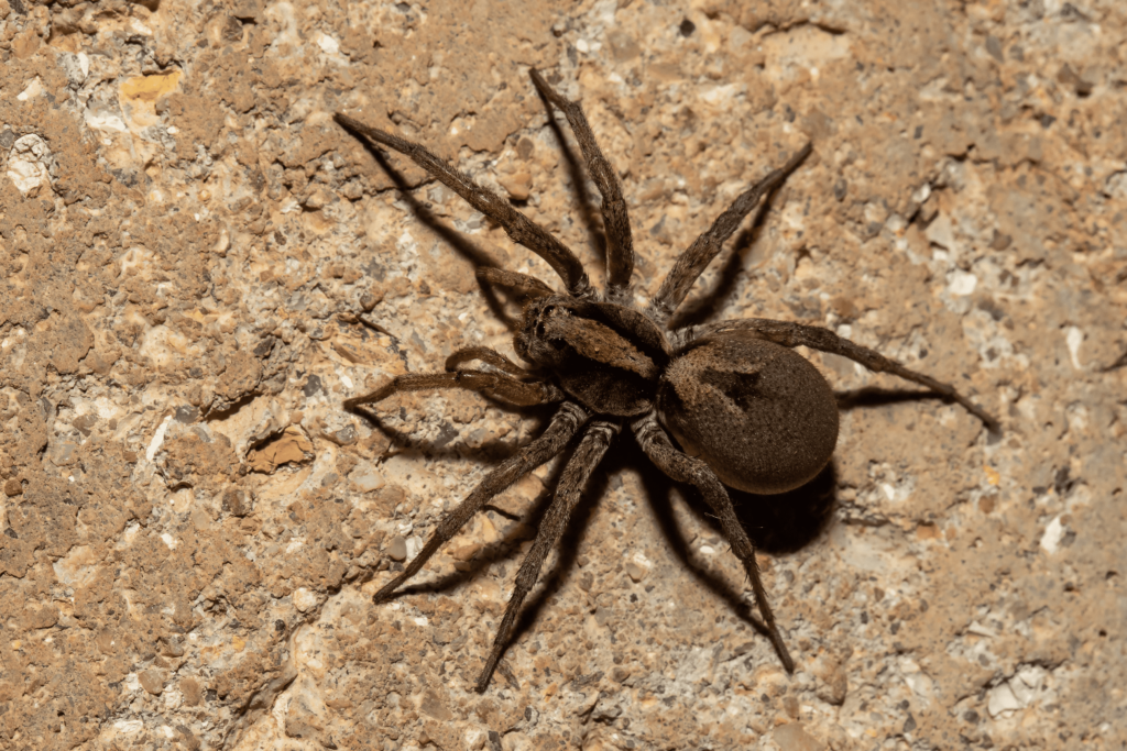 Araignée posée sur un sol rocheux