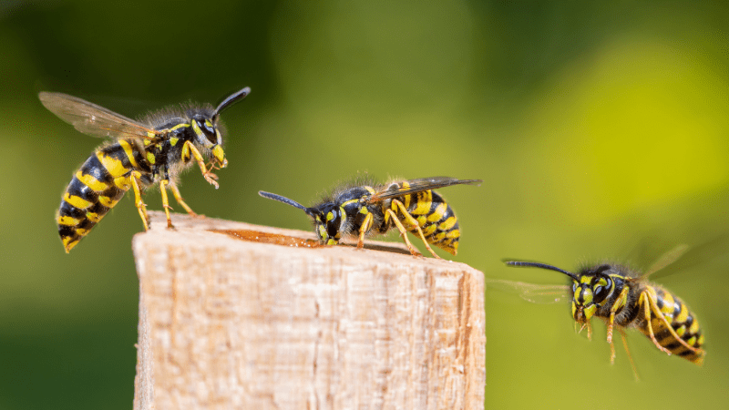 Deux guêpes se posant sur un morceau de bois