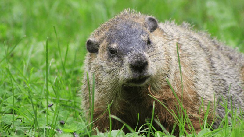 Marmotte sortant de son terrier dans un champ