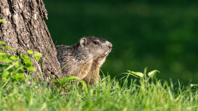 Marmotte près d'un arbre