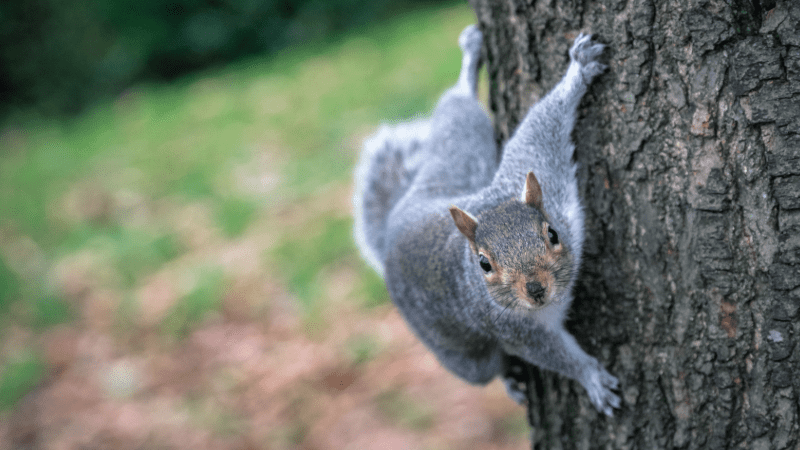 Écureuil gris descendant d'un tronc d'arbre