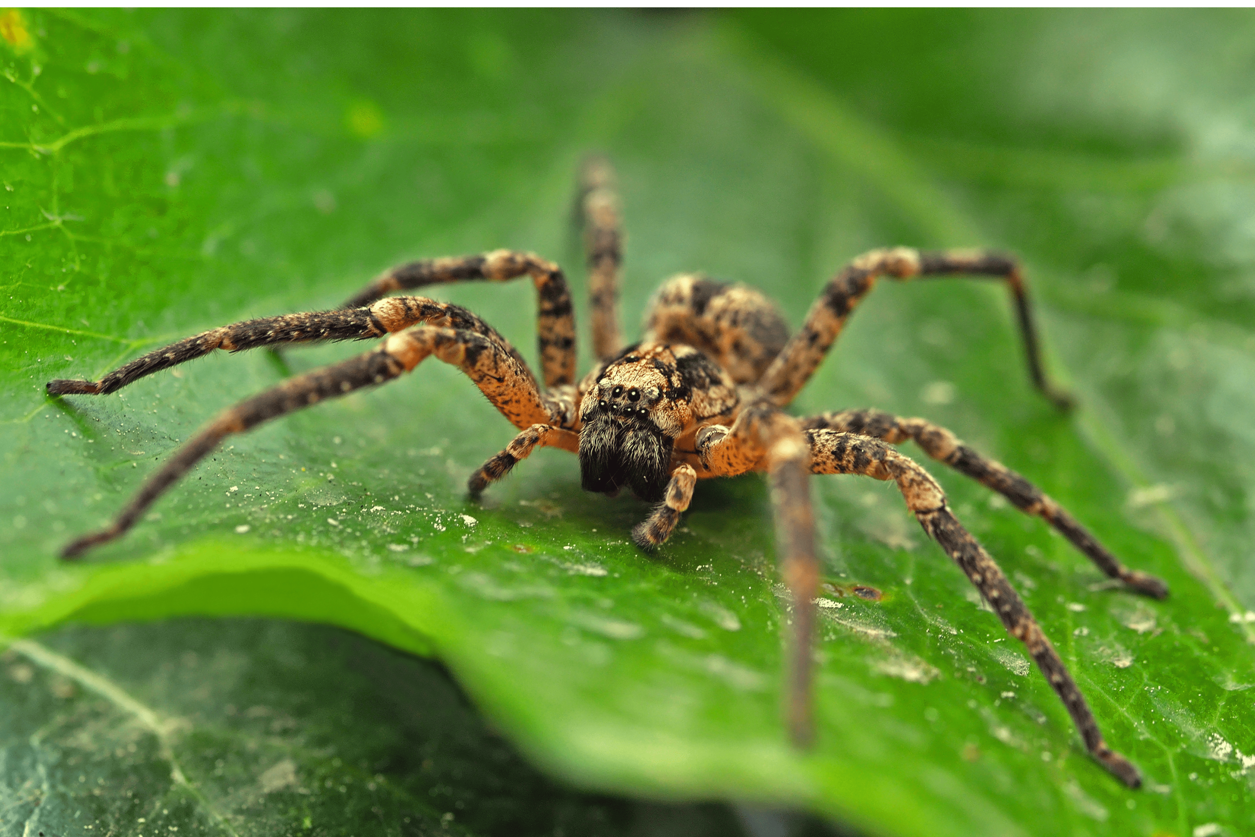 Araignée posée sur une feuille verte