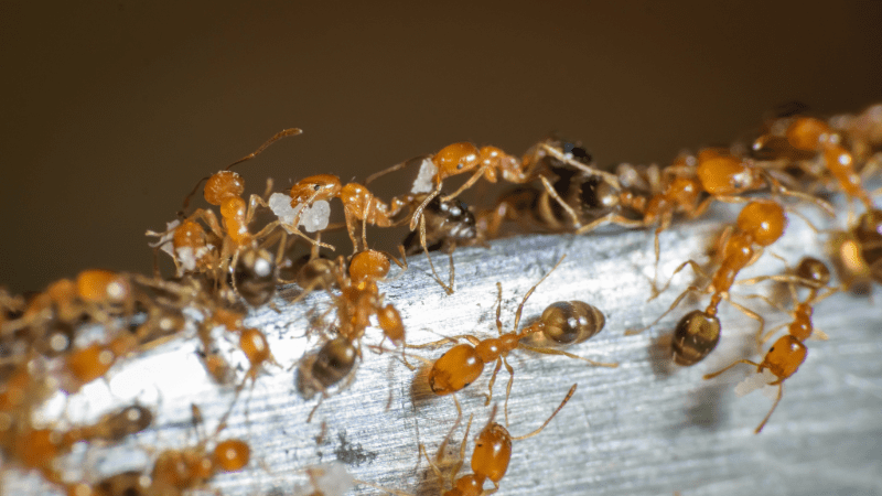 Colonie de fourmis rouges sur le sol