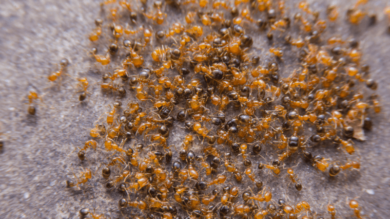 Groupe de fourmis rouges se déplaçant sur une surface