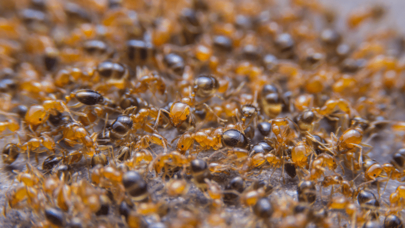 Groupe de fourmis rouges se déplaçant sur une surface