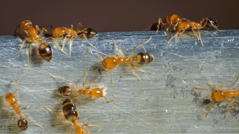 Groupe de fourmis rouges se déplaçant sur une surface