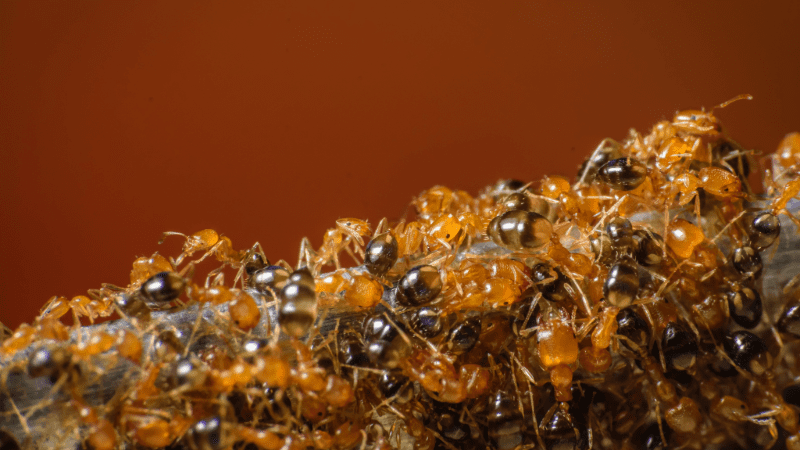 Groupe de fourmis rouges se déplaçant sur une surface