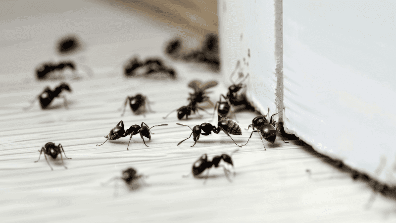 Groupe de fourmis noires se déplaçant sur une surface intérieure