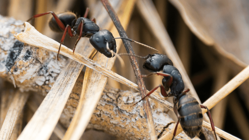 Deux fourmis charpentières interagissant sur du bois