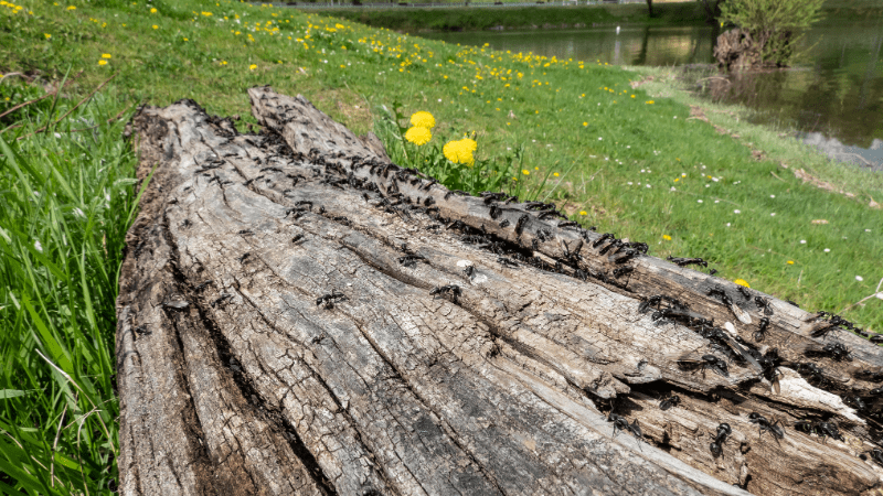 Fourmis charpentières se déplaçant sur un tronc d'arbre mort