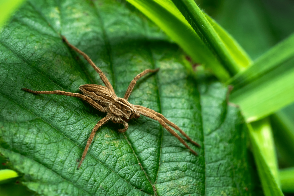 Araignée posée sur une feuille verte