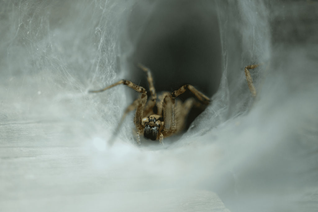 Araignée se cachant dans un tuyau