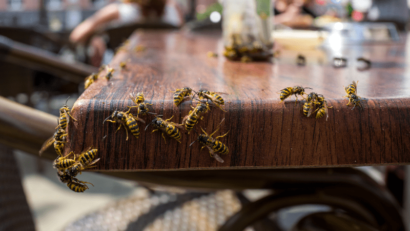 Groupe de guêpes sur une table en bois