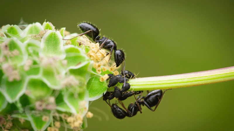 Groupe de fourmis noires se nourrissant sur une plante