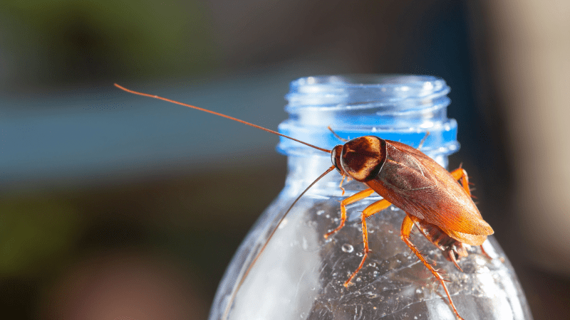 Blatte grimpant sur une bouteille en plastique