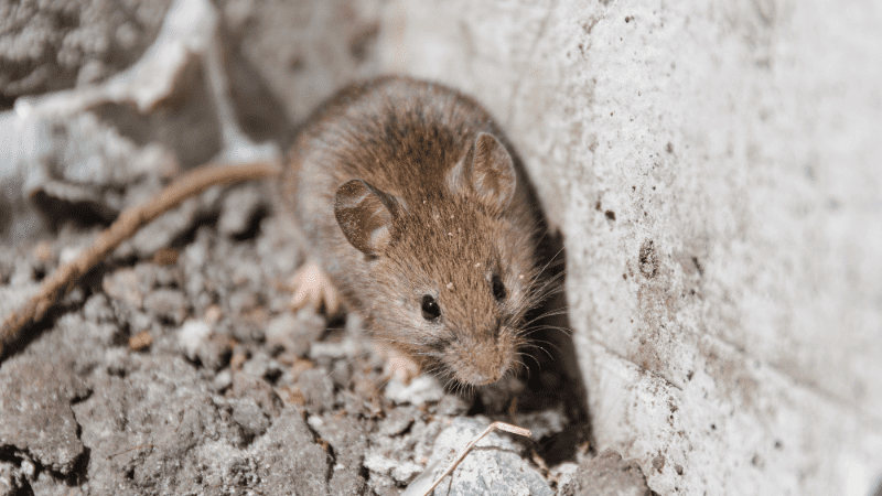 Souris explorant un espace intérieur poussiéreux