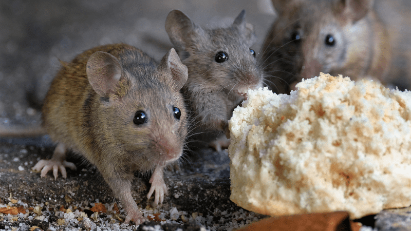 Groupe de souris mangeant un morceau de pain