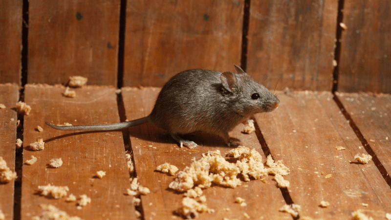 Souris mangeant des restes de nourriture sur le sol