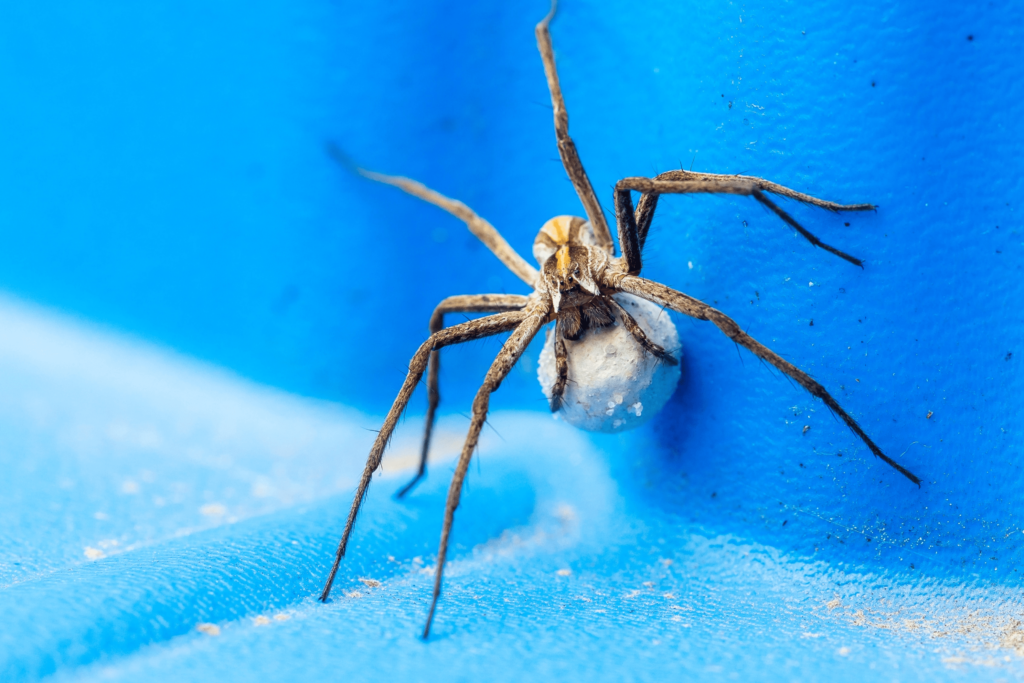 Araignée sur une surface bleue construisant une toile