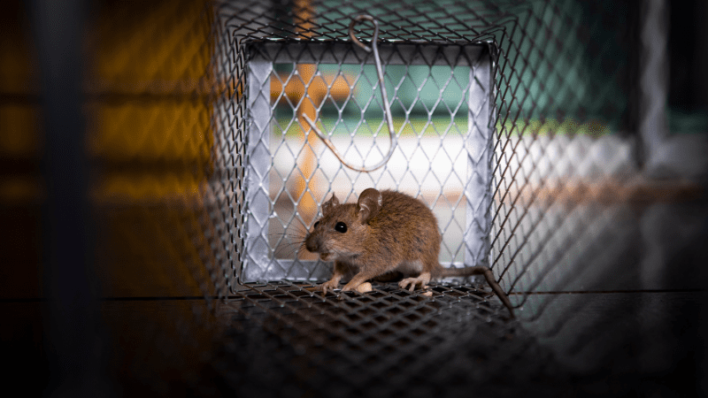 Souris piégée dans une cage