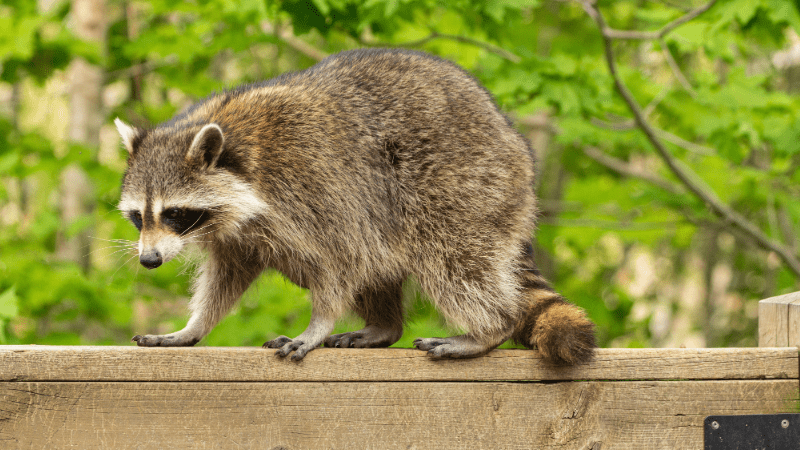 Raton laveur regardant à travers une clôture en bois