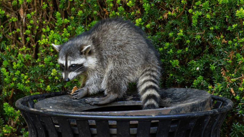 Raton laveur fouillant dans un sac poubelle