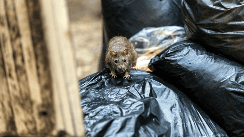 Rat explorant un sac poubelle