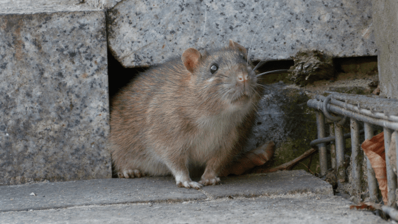 Rat sortant d'une fissure dans un mur