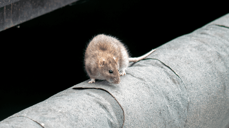 Rat se déplaçant sur une gouttière