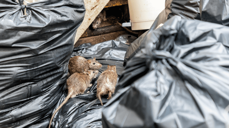 Groupe de rats fouillant dans un sac poubelle