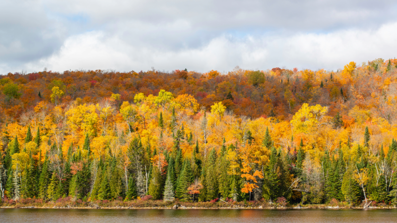 Forêt québécoise en automne avec des arbres aux feuilles colorées