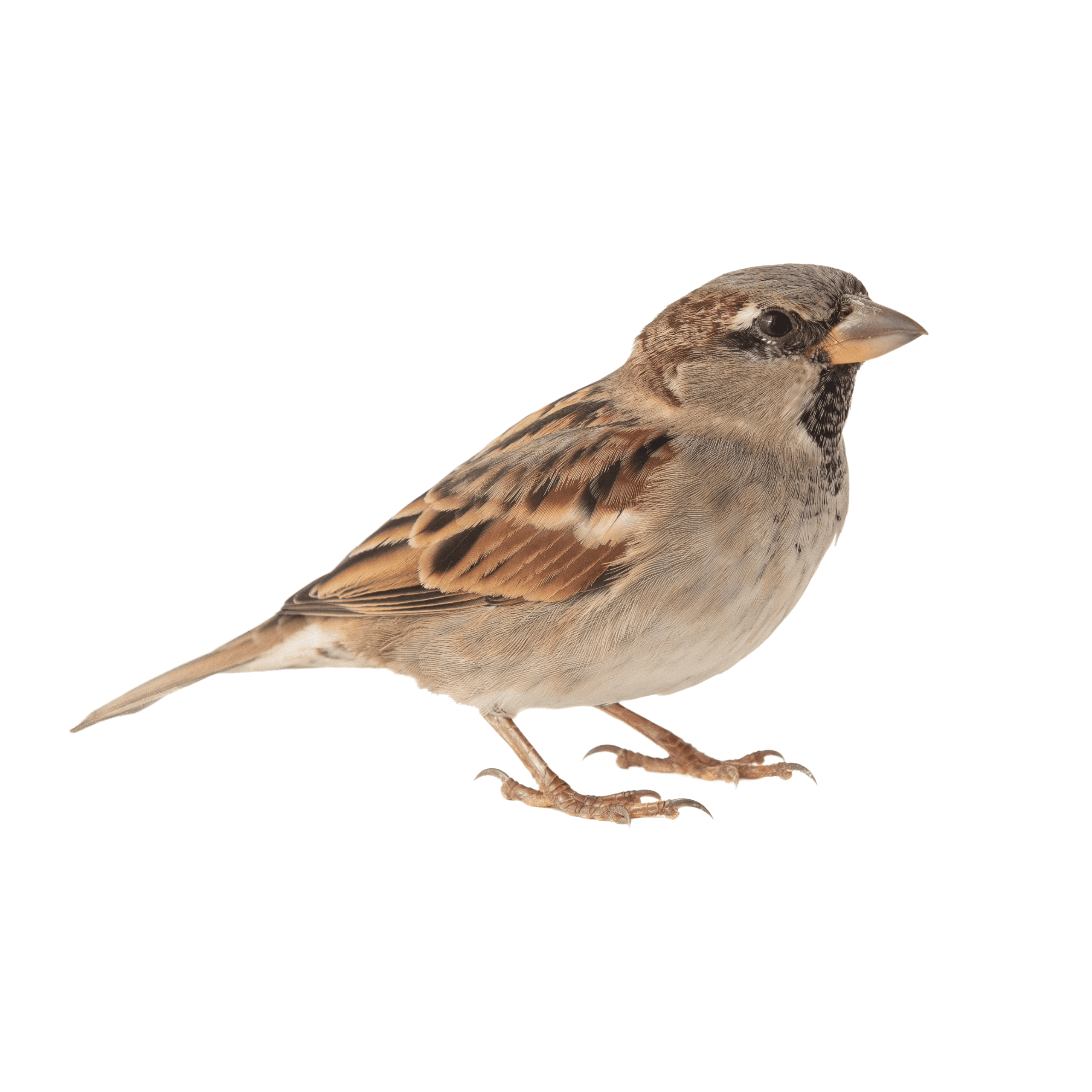 Moineau posé sur une surface blanche