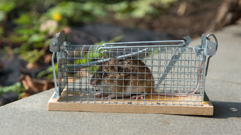 Petit rongeur capturé dans une cage