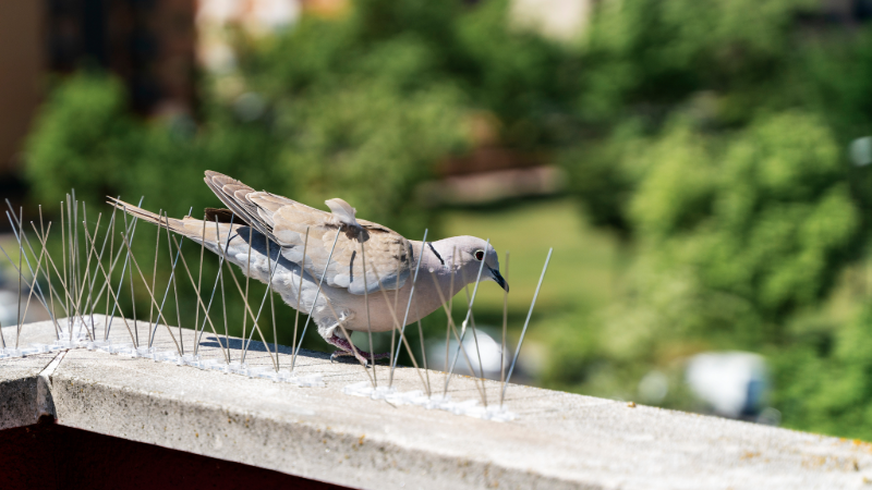 Oiseau se posant sur une barrière anti-oiseaux